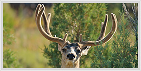 mule deer pictures